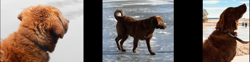 Chesapeake Bay Retriever 3 pics