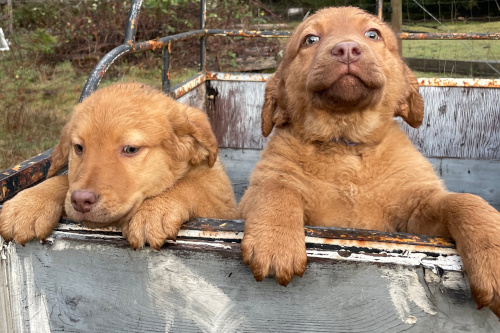 Two pups with paws up on tailgate looking out of trailer. One very upright, looking huge.