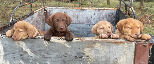 Four pups looking out of the back of a trailer, paws over tailgate.