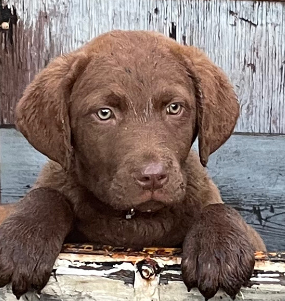 Dark male pup with paws over tailgate looking out of trailer